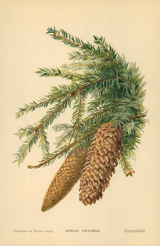 Gran-grankogler af William Henry James Boot