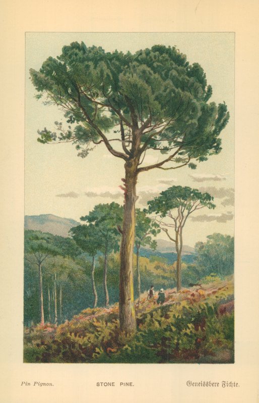 Stenfyr af William Henry James Boot