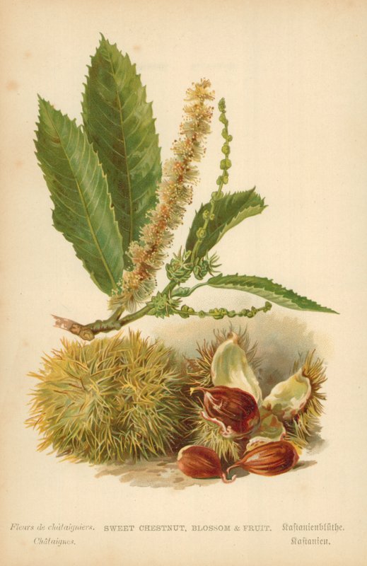 Sød kastanje, blomst og frugt af William Henry James Boot
