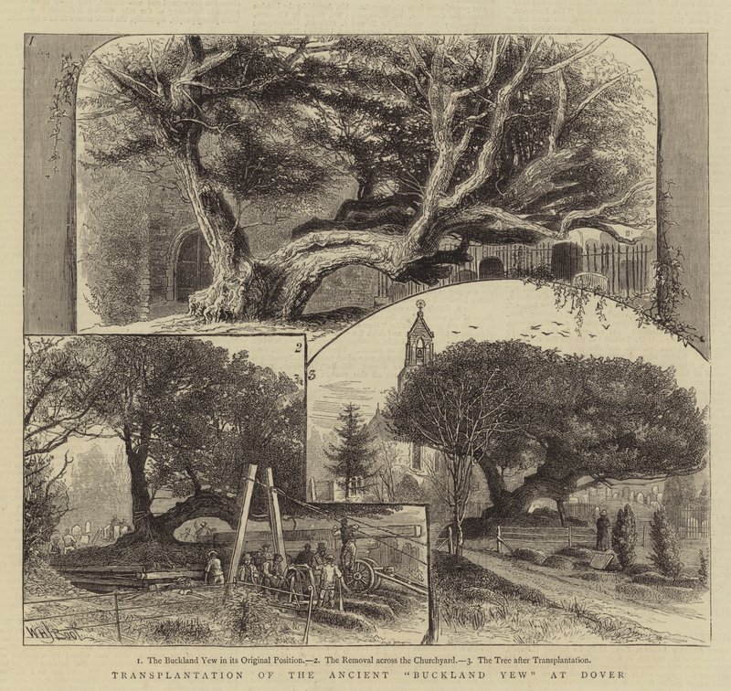 Transplantation af den gamle Buckland taks ved Dover af William Henry James Boot