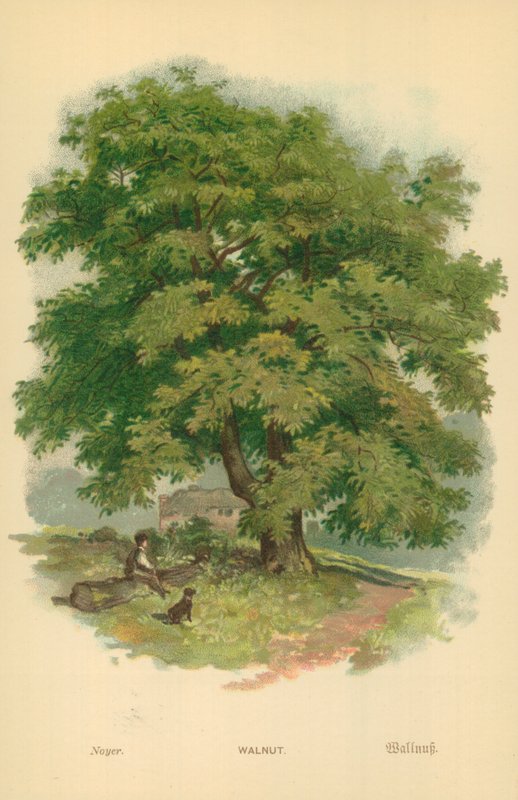 Valnød af William Henry James Boot