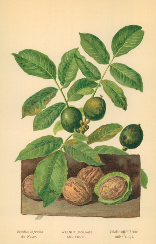 Valnød, Løv og Frugt af William Henry James Boot