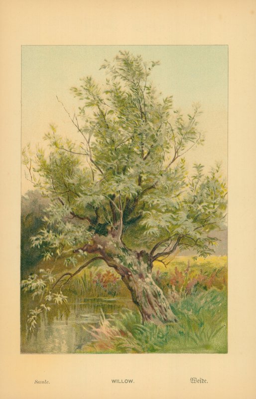 Willow af William Henry James Boot