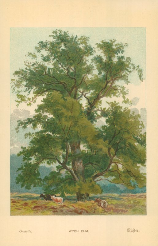 Wych Elm af William Henry James Boot
