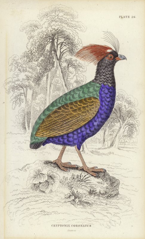 Cryptonix Coronatus af William Home Lizars