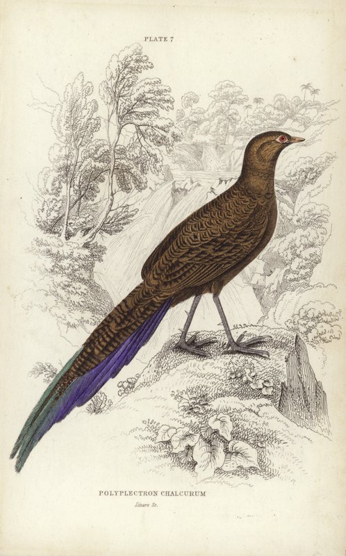 Polyplectron Chalcurum af William Home Lizars