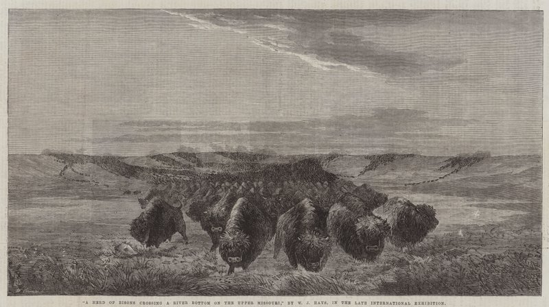 En flok bisons krydser en flodbund på Upper Missouri, i den sene internationale udstilling af William Jacob, Sr. Hays