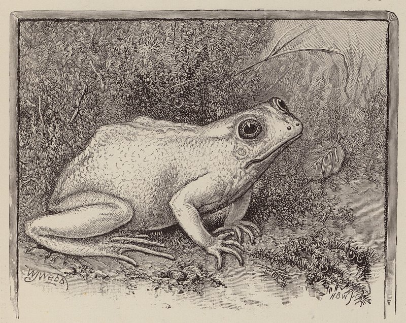 En albino-frø (gravering) af William James Webbe