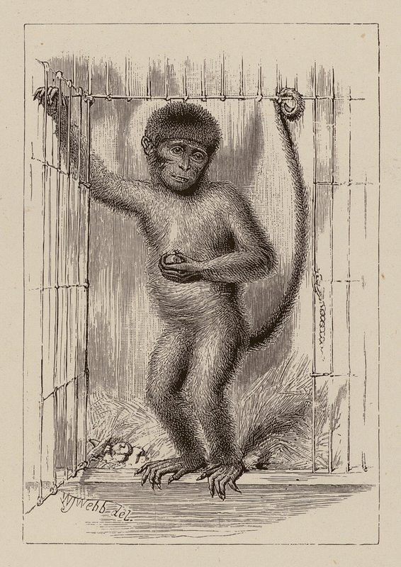 Den sorte abe (kobberstik) af William James Webbe