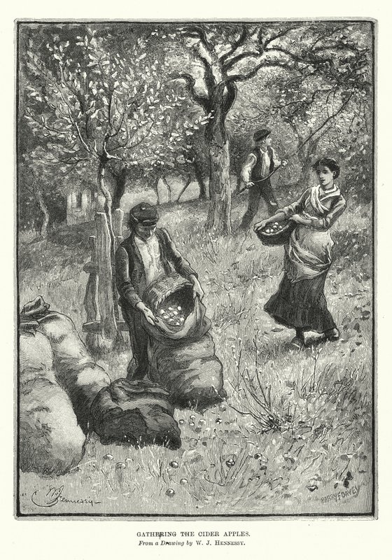 Indsamling af cideræbler (litografi) af William John Hennessy
