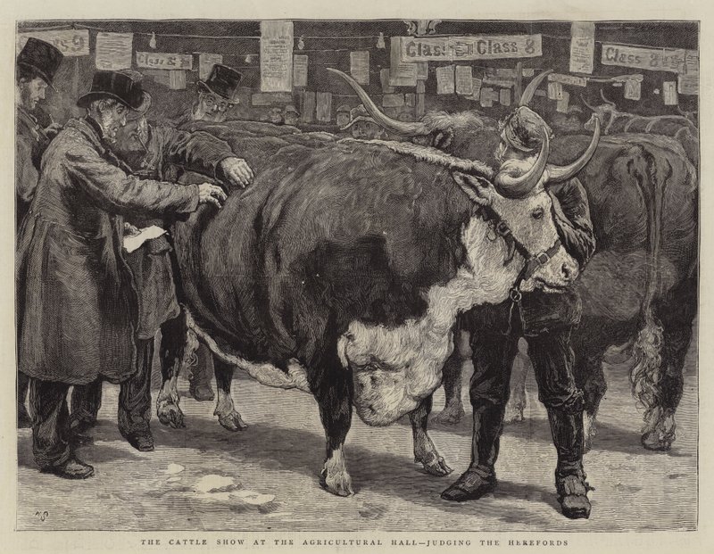 Kvægskuet i Landbrugshallen, der dømmer Herefords af William Small