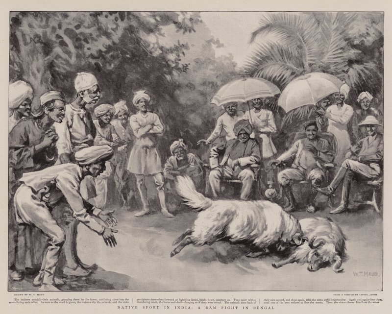 Native Sport i Indien, en Ram Fight i Bengalen af William T. Maud