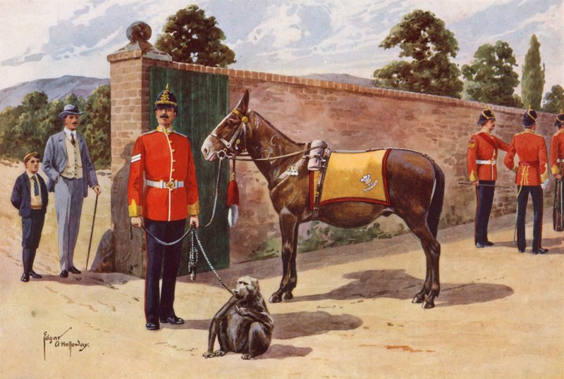 The Pet Mule og Abe fra Middlesex Regiment af after Edgar Alfred Holloway