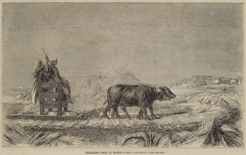 Træder majs i Egypten af after Jean Leon Gerome