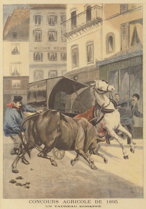 Landbrugsskue af 1895. En undsluppen tyr af after Oswaldo Tofani