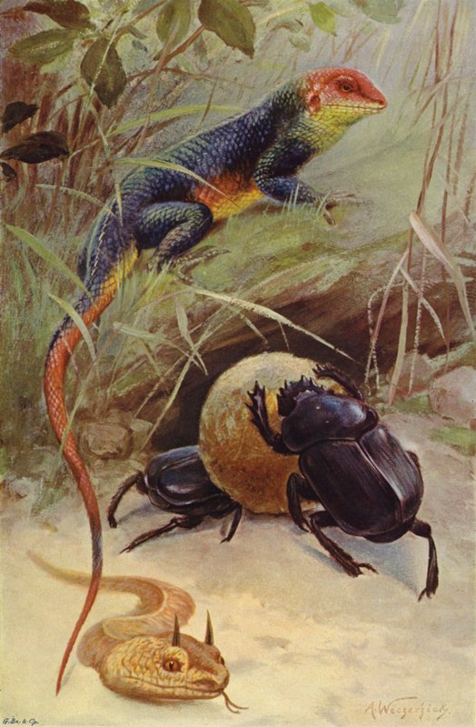 Agama, Horned Viper og Sacred Beetle af after Wilhelm Kuhnert