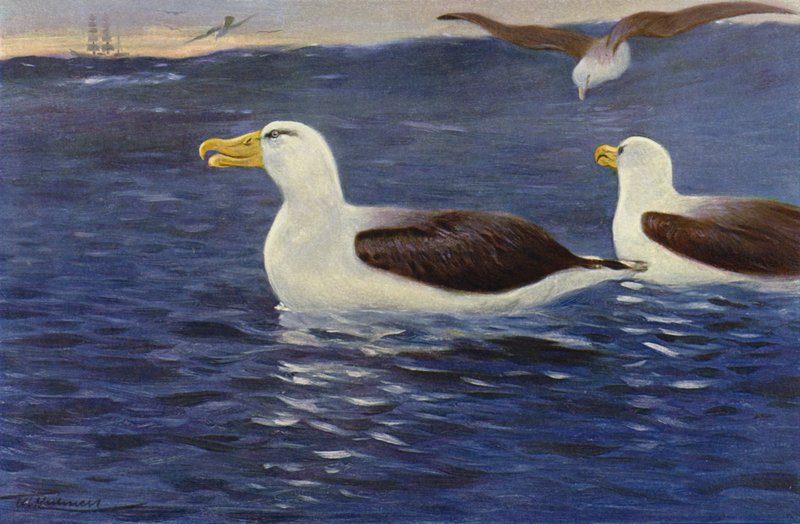 Albatros af after Wilhelm Kuhnert
