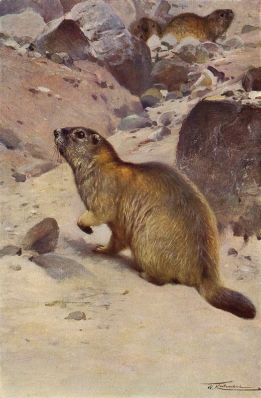 Alpine murmeldyr af after Wilhelm Kuhnert