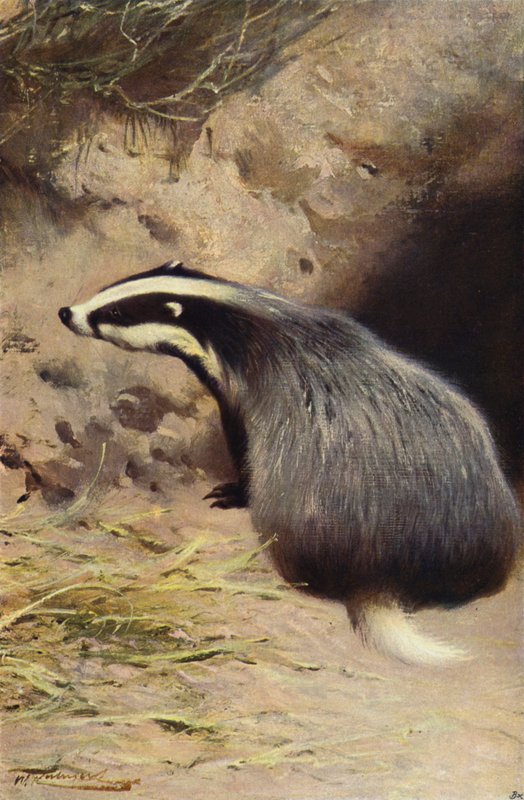 Grævling af after Wilhelm Kuhnert