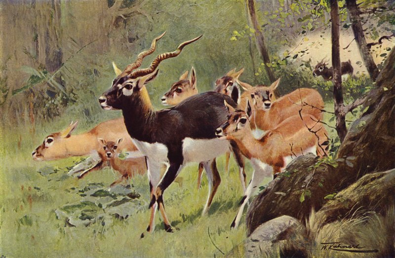 Black-Buck af after Wilhelm Kuhnert