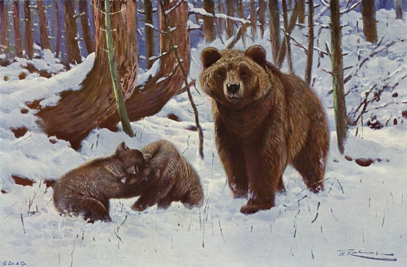 Brun bjørn af after Wilhelm Kuhnert