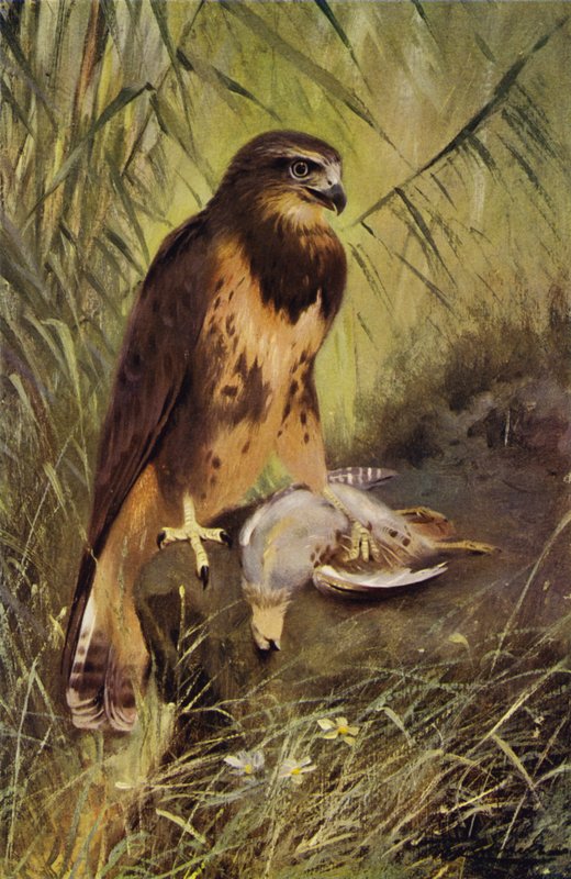Musvåge af after Wilhelm Kuhnert