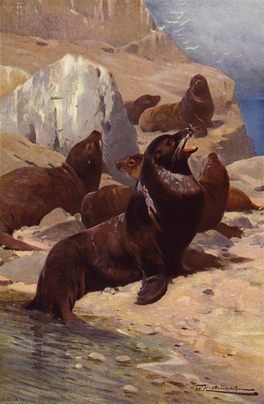 Californien søløve af after Wilhelm Kuhnert