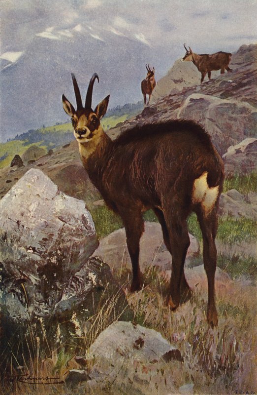 Gemse af after Wilhelm Kuhnert