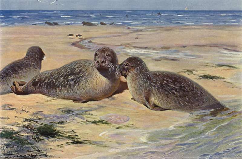 Almindelig sæl af after Wilhelm Kuhnert