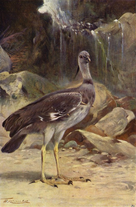Crested Screamer af after Wilhelm Kuhnert