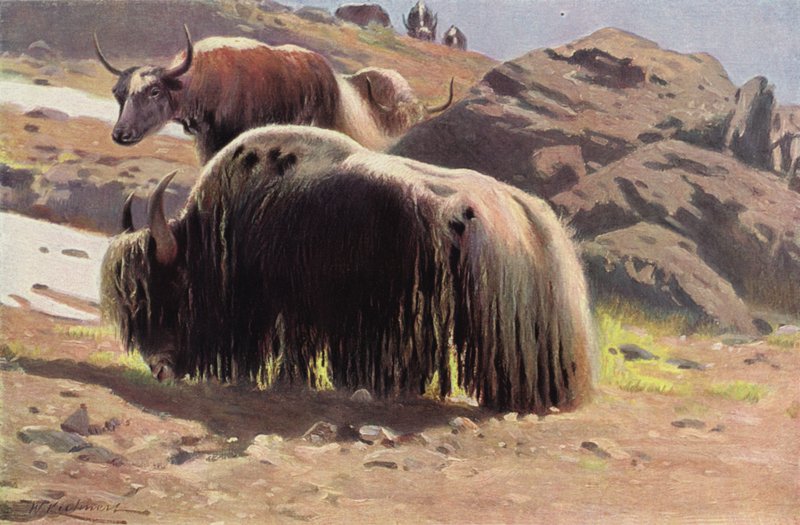 Domesticerede Yak af after Wilhelm Kuhnert