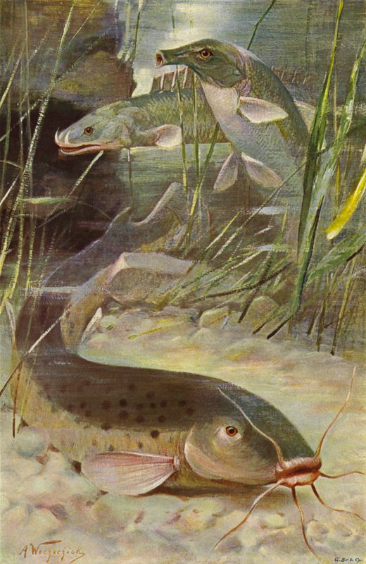 Elektrisk havkat, Bichir, Trunkfish af after Wilhelm Kuhnert