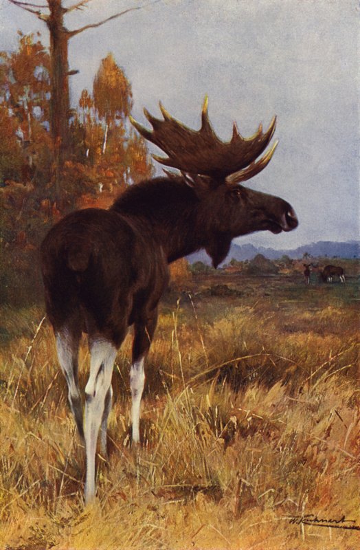 Elg eller Elg af after Wilhelm Kuhnert
