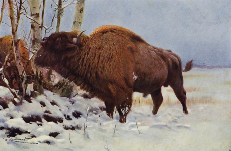 europæisk bison af after Wilhelm Kuhnert