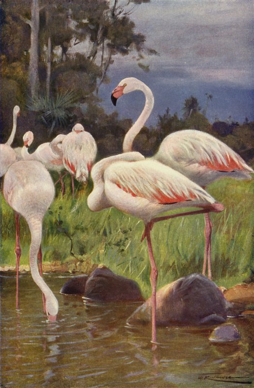 Flamingo af after Wilhelm Kuhnert
