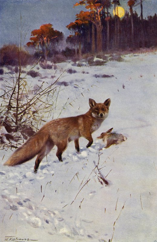 Ræv af after Wilhelm Kuhnert