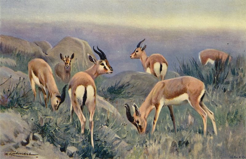Gazelle af after Wilhelm Kuhnert