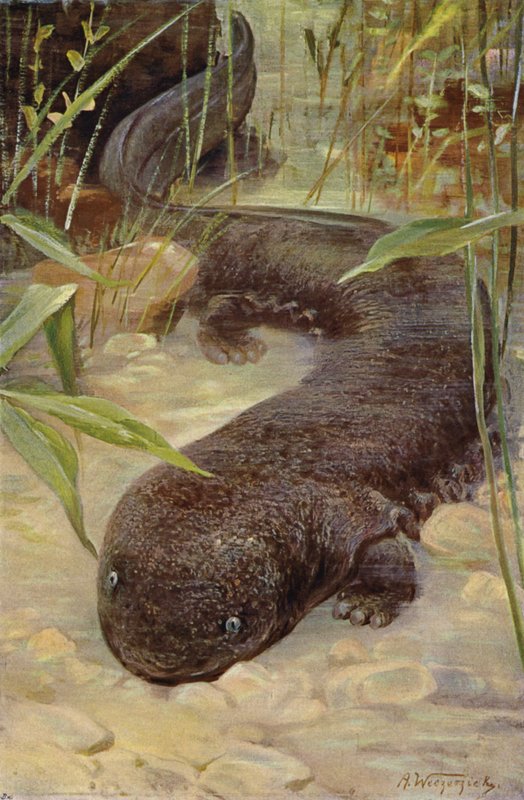 Kæmpe salamander af after Wilhelm Kuhnert