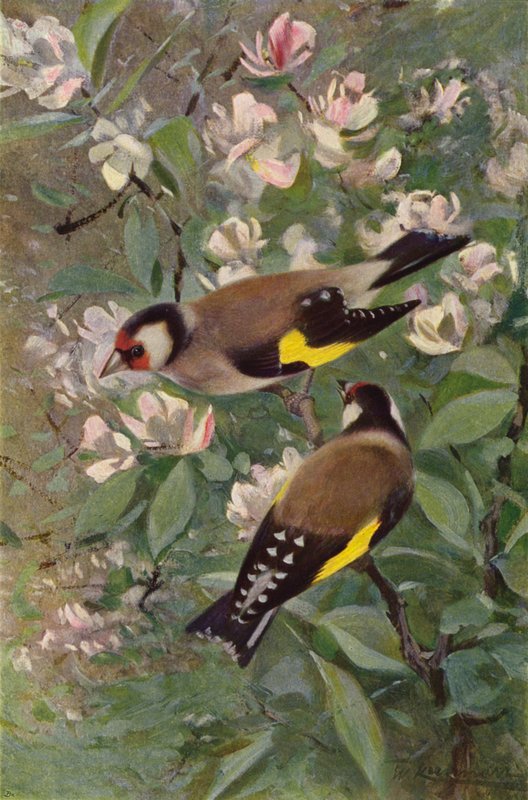 Guldfink af after Wilhelm Kuhnert