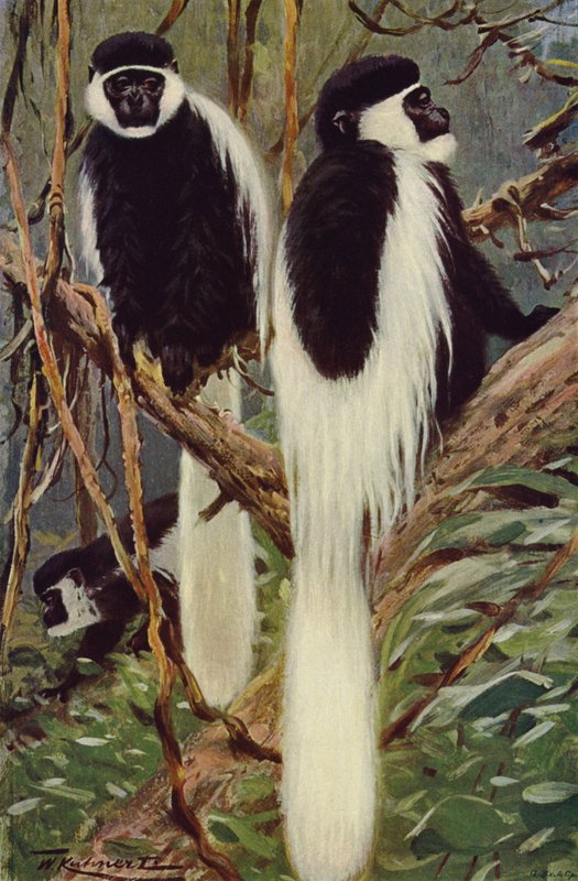 Guereza af after Wilhelm Kuhnert
