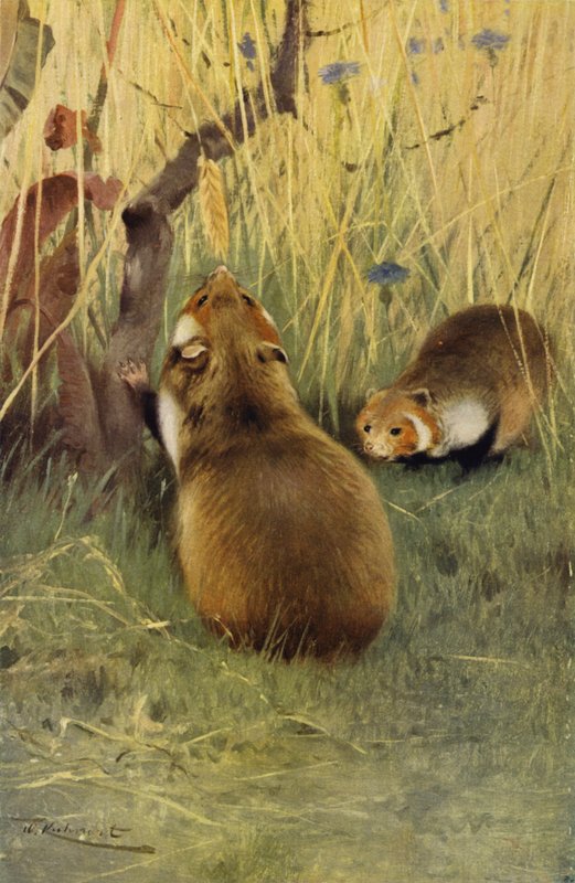 Hamster af after Wilhelm Kuhnert