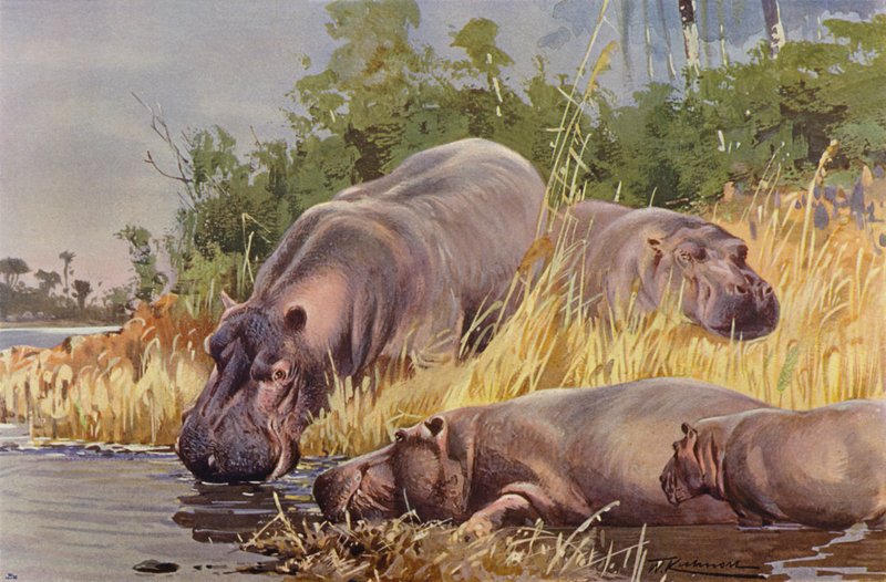 Flodhest af after Wilhelm Kuhnert