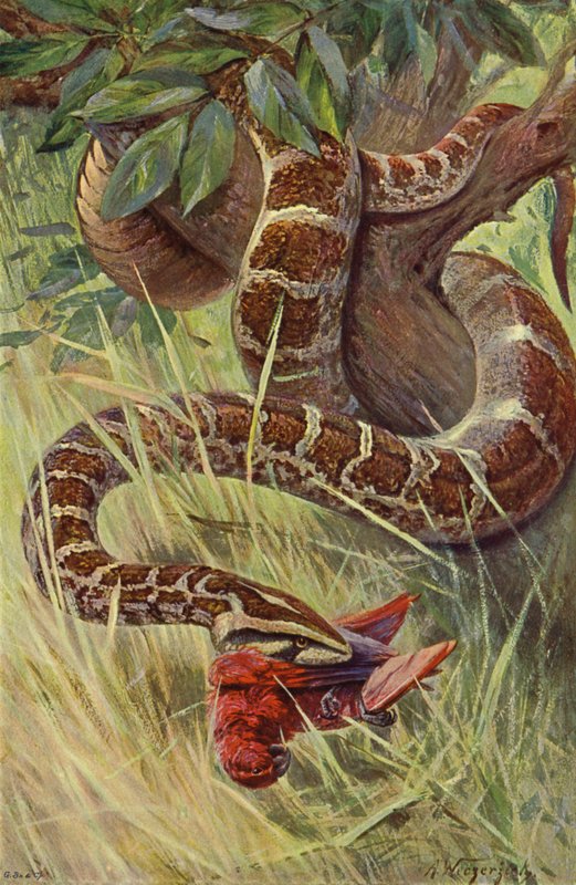 Indisk Python af after Wilhelm Kuhnert