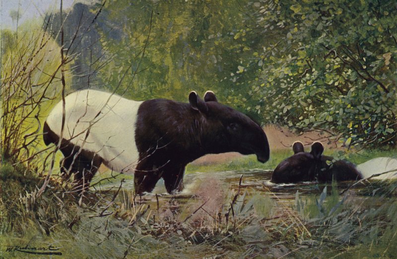 Indisk Tapir af after Wilhelm Kuhnert