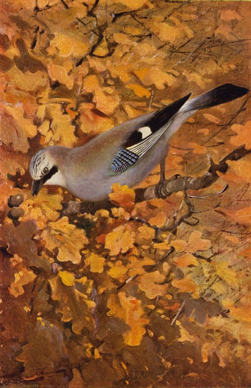 Jay af after Wilhelm Kuhnert
