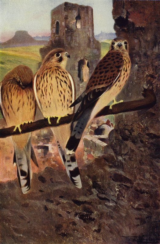 Kestrel af after Wilhelm Kuhnert