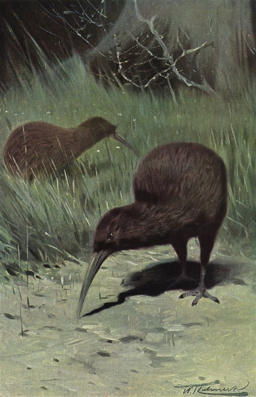 Kiwi af after Wilhelm Kuhnert