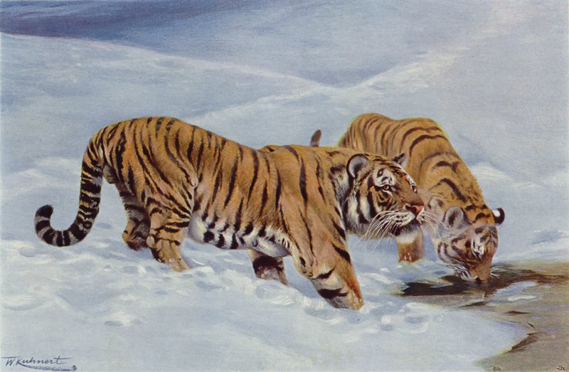 Manchurisk tiger af after Wilhelm Kuhnert
