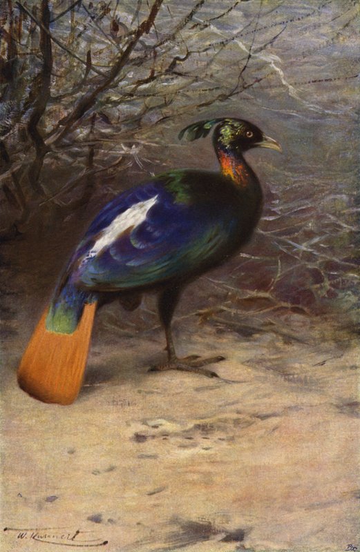 Monal af after Wilhelm Kuhnert