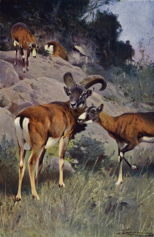 Mouflon af after Wilhelm Kuhnert